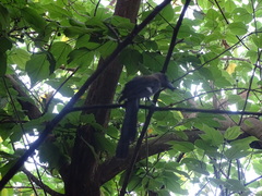 Dendrocitta formosae