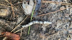Parallelia bistriaris