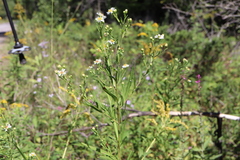 Symphyotrichum boreale