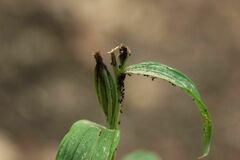 Cephalanthera damasonium
