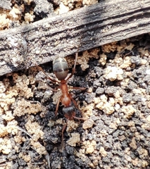 Formica rufibarbis
