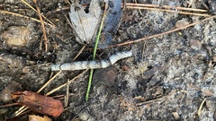Parallelia bistriaris
