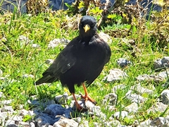 Pyrrhocorax graculus