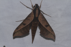 Xylophanes epaphus