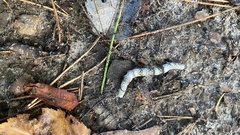 Parallelia bistriaris