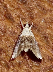 Lipocosmodes fuliginosalis