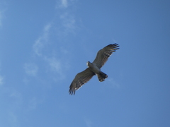 Circaetus gallicus
