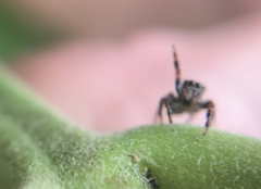 Phidippus