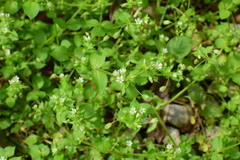Stellaria media