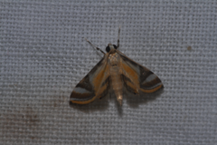 Acentropinae