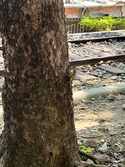 Diploderma swinhonis