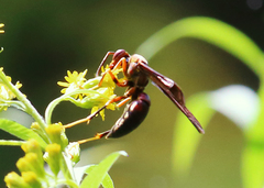Fuscopolistes