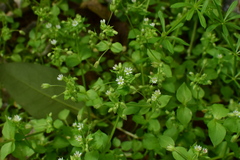 Stellaria media