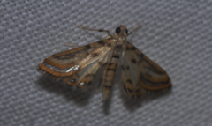 Acentropinae
