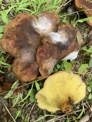 Boletinellus merulioides