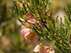 Dodonaea lobulata
