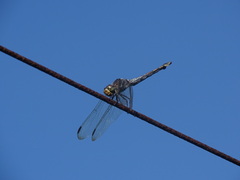 Potamarcha congener