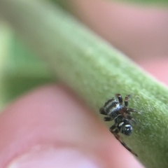 Phidippus