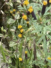 Tagetes multiflora