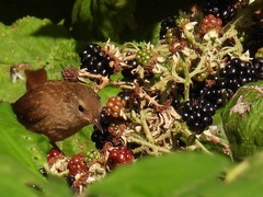 Troglodytes troglodytes