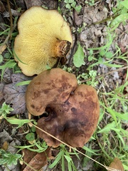 Boletinellus merulioides
