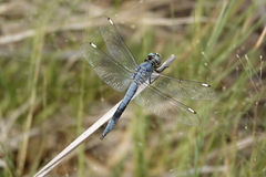 Libellula comanche
