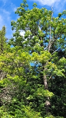 Kalopanax septemlobus