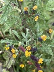 Tagetes multiflora