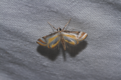 Acentropinae
