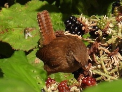 Troglodytes troglodytes