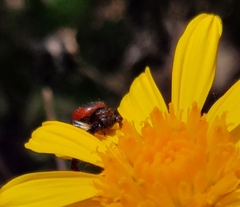 Synema globosum
