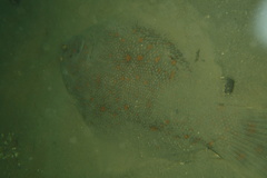 Rhombosolea retiaria