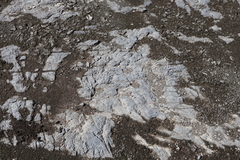 Panicum philadelphicum philadelphicum