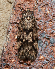 Barea phaulobrya