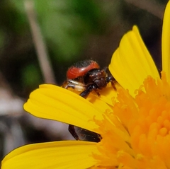 Synema globosum