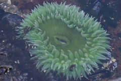 Anthopleura xanthogrammica