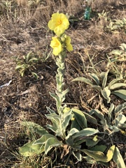 Verbascum