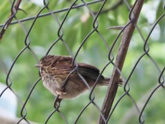 Melospiza melodia