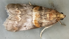 Acrobasis angusella