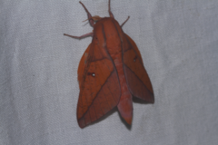 Adeloneivaia