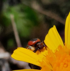 Synema globosum