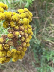 Rhopalomyia tanaceticola