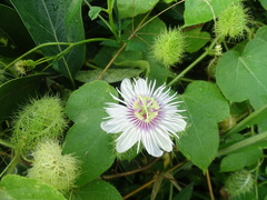 Passiflora vesicaria