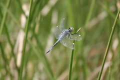 Libellula comanche