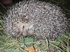 Hemiechinus auritus