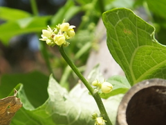 Sechium edule