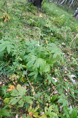 Filipendula palmata