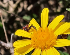 Synema globosum