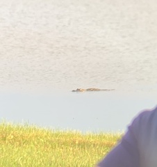 Alligator mississippiensis