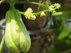 Sechium edule